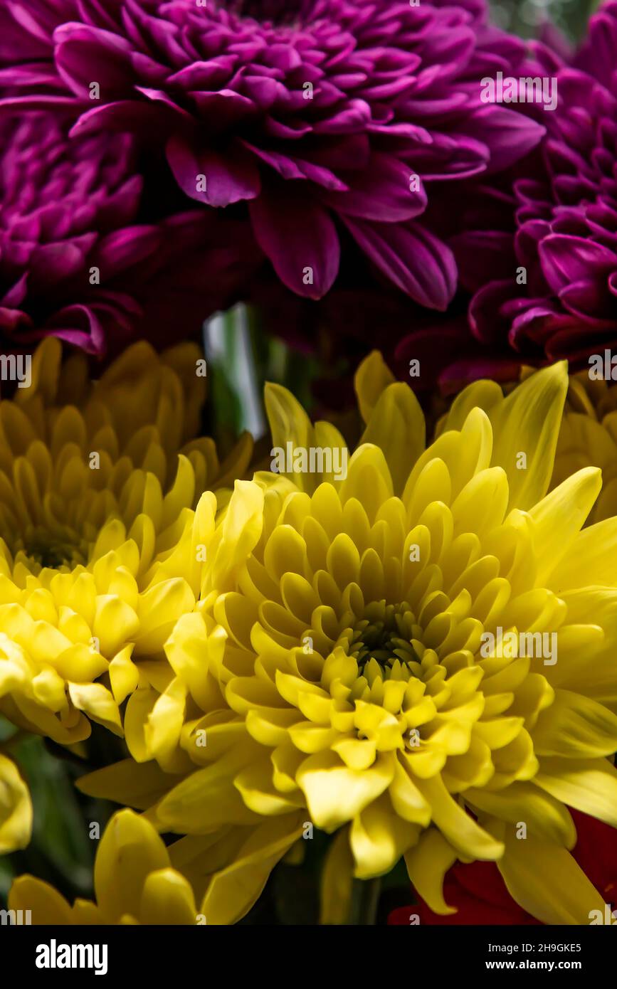 Primo piano dei petali di Chrysanthemums colorati. Foto Stock