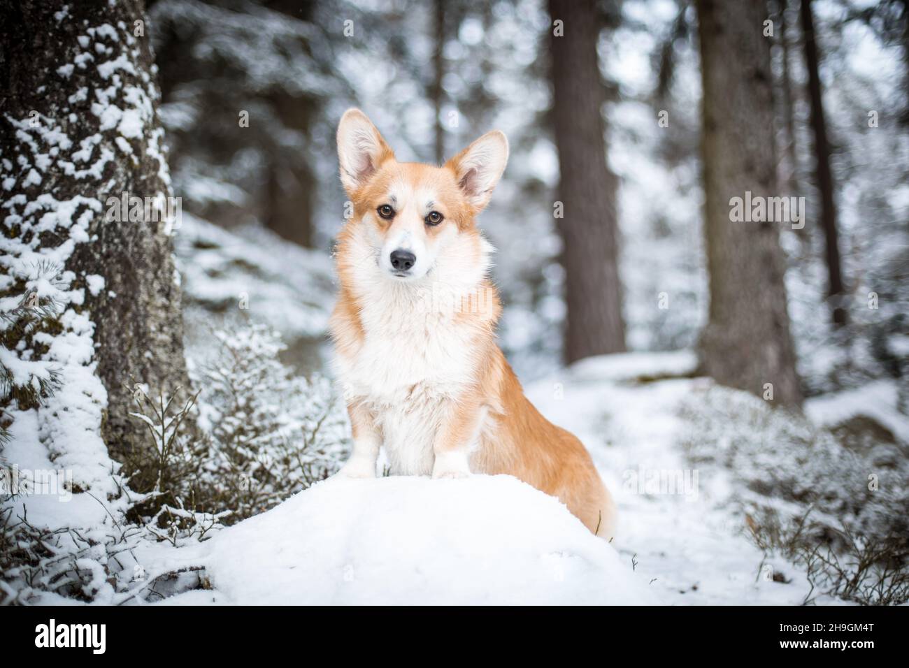 Gallese Corgi Pembroke in una foresta invernale innevata Foto Stock