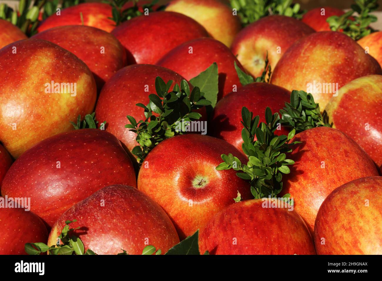 Apfel, Merano, Kurstadt, Weinfest, Trachtenfest, Äpfel dekoriert zum Großen Fest in Südtirol, Italien. Foto Stock