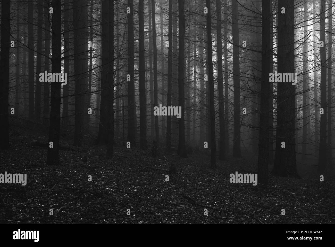 Nebbia nella foresta scura in autunno. Bellissimo paesaggio naturale. Foto di alta qualità Foto Stock