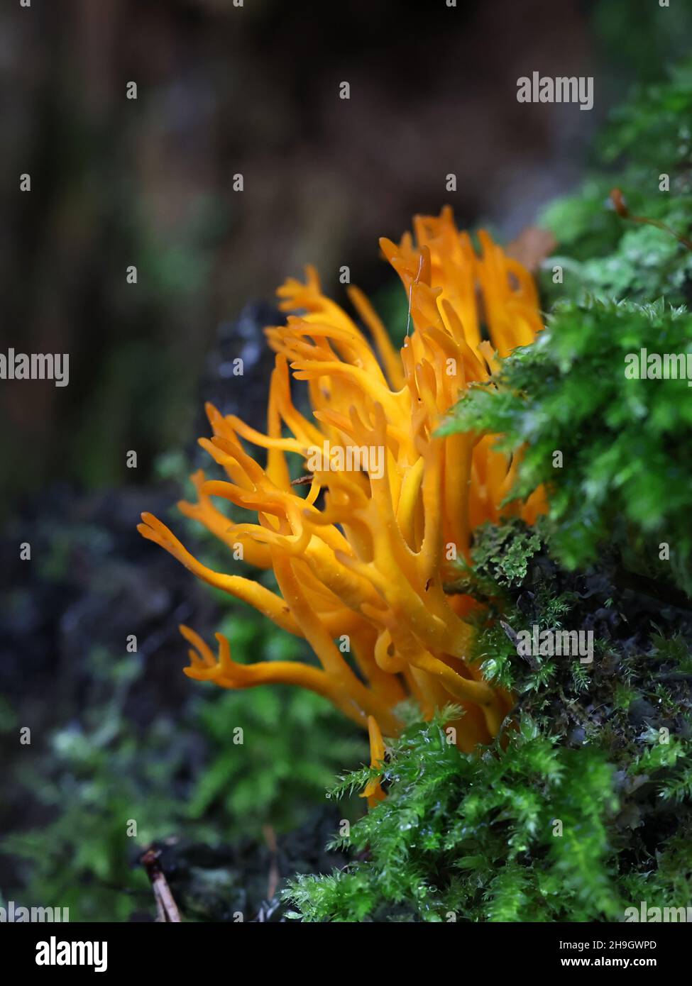 Calocera viscosa, comunemente conosciuto come il fungo giallo stagshorn, fungo selvatico dalla Finlandia Foto Stock
