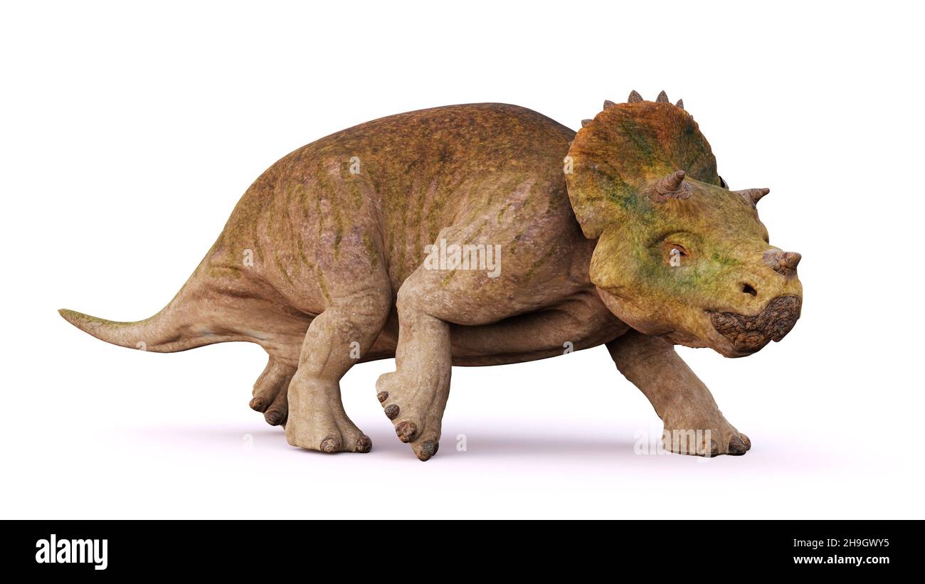 Giovane Triceratops orrido, dinosauri isolati su sfondo bianco Foto Stock