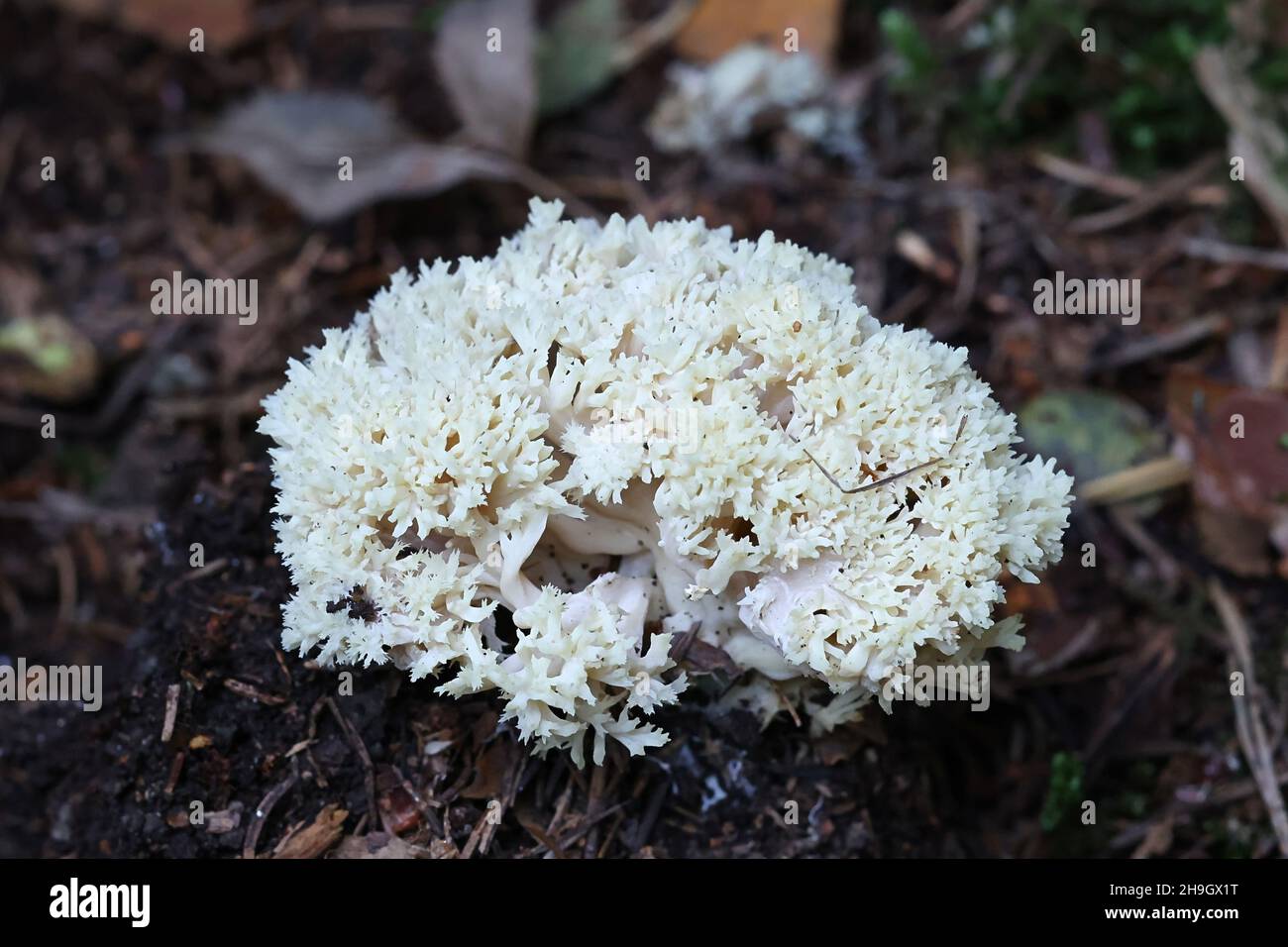 Clavulina coralloides, conosciuto anche come Clavulina cristata, il fungo corallino bianco o il fungo corallino crestato, fungo selvatico dalla Finlandia Foto Stock