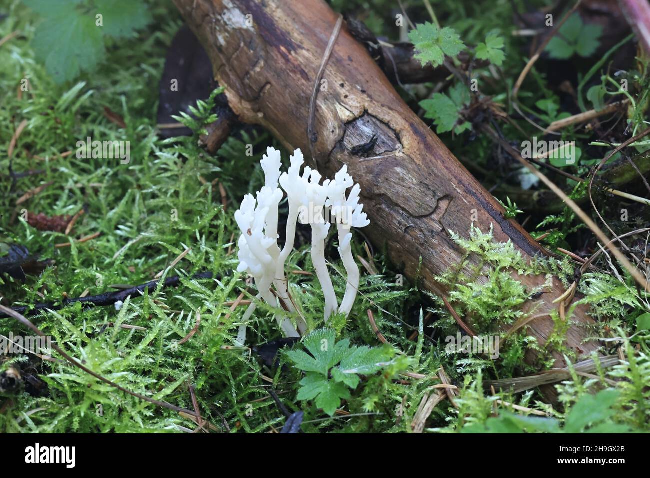 Clavulina coralloides, conosciuto anche come Clavulina cristata, il fungo corallino bianco o il fungo corallino crestato, fungo selvatico dalla Finlandia Foto Stock