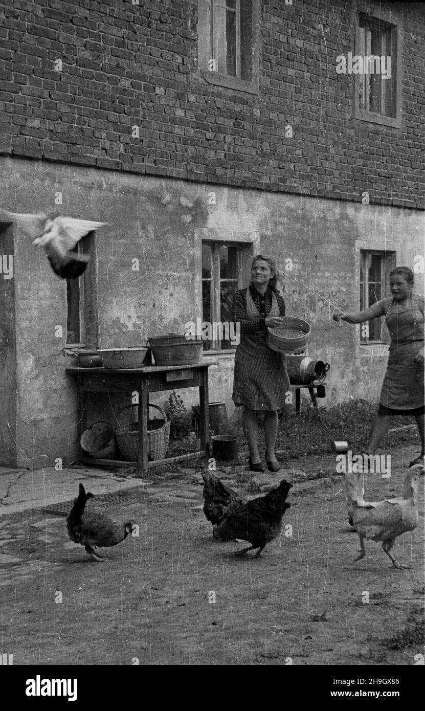 Zalipie, 1948-07. Wieœ której, l 1945 l osiedli³a siê czêœæ Platerówek r., tzn. ¿o³nierek 1 Samodzielnego Batalionu Kobiecego im. Emilii Plater 1 Dywizji Piechoty im. Tadeusza Koœciuszki. Do 1947 r. wieœ nosi³a nazwê Platerowo. NZ. Karmienie drobiu. bb PAP Dok³adny dzieñ wydarzenia nieustalony. Zalipie, luglio 1948. Il villaggio in cui si stabilì un certo numero di donne soldato del primo Battaglione indipendente delle Donne della Tadeusz Kosciuszko i Divisione di Fanteria. Fino al 1947 il villaggio fu chiamato Platerowo. Nella foto: Alimentazione di pollame. bb PAP Foto Stock