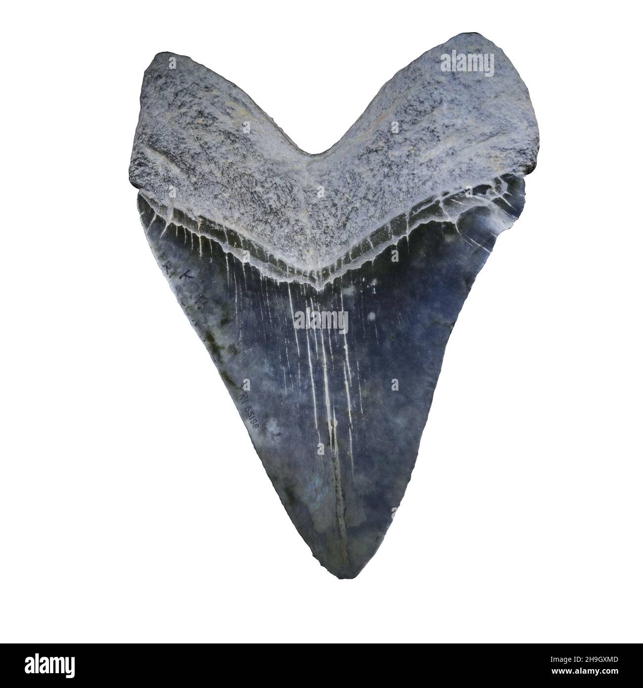 Dente Di Squalo Fossilizzato Naturale - Top Qualit&agrave; Dal Marocco, 25-40 Mm, Non Trattato, Con Scatola Regalo