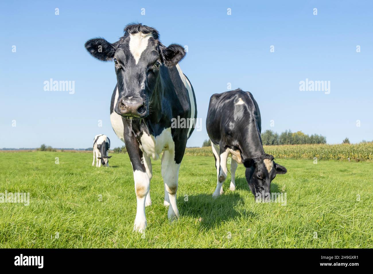 Mucche pascolo in un campo, frisian holstein, in piedi in un pascolo sotto un cielo blu e un orizzonte sopra terra Foto Stock