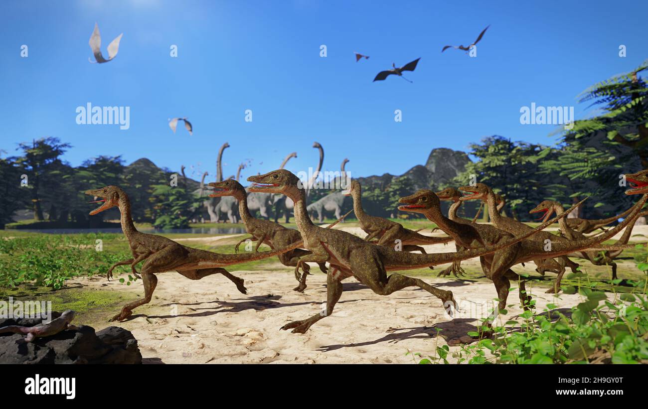 Compsognathus longipes, gruppo di piccoli dinosauri con sciame di Pterosauro e mandria di Brachiosaurus in background Foto Stock