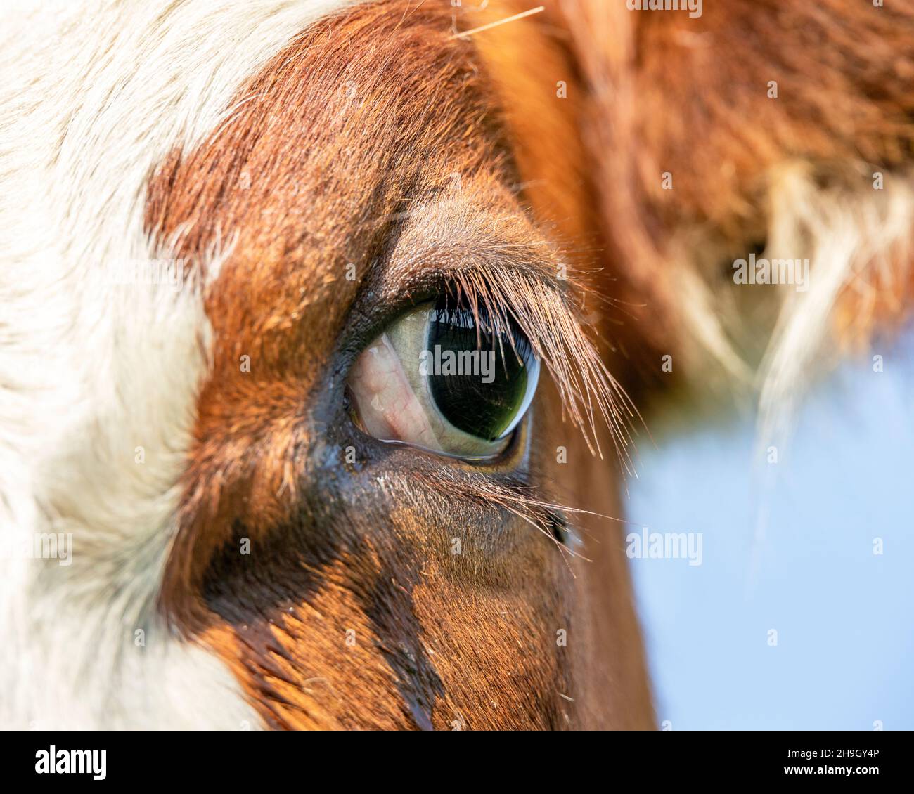 Una mucca ad occhio singolo, primo piano di un latte rosso e bianco rivestito, aspetto calmo e felice Foto Stock