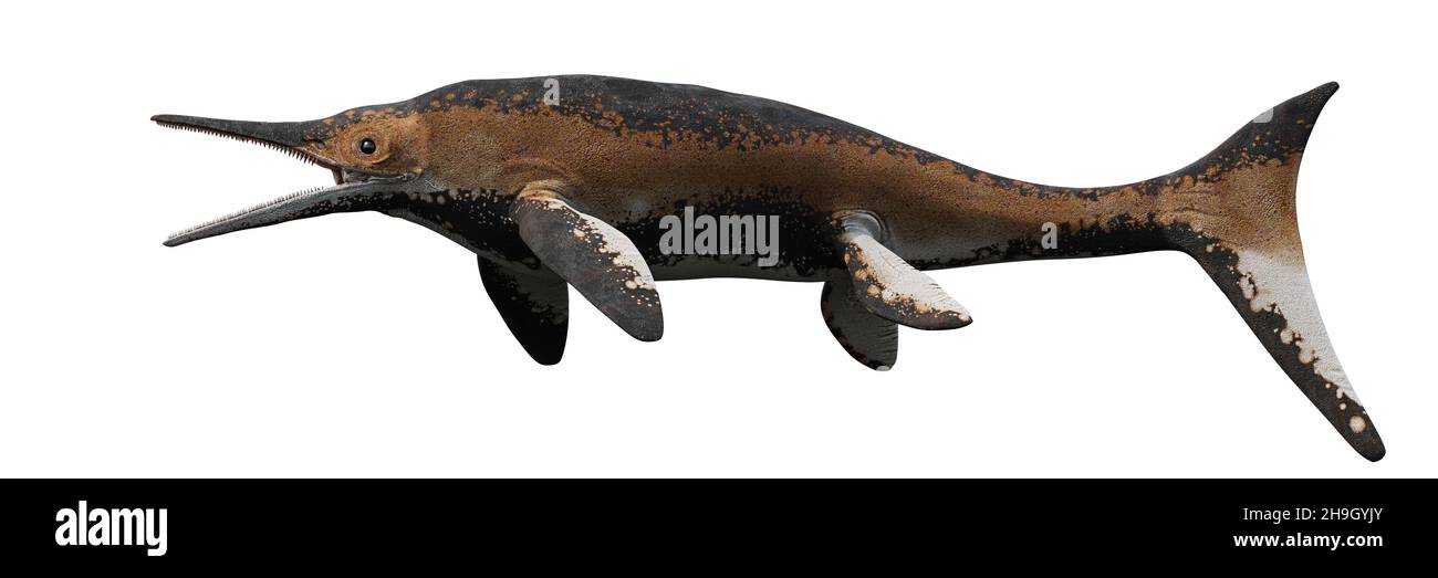 Shastasaurus, rettile marino estinto da Triassico precoce a Cretaceo tardo isolato su sfondo bianco Foto Stock