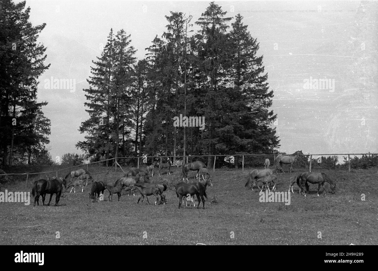 Konie remontowe immagini e fotografie stock ad alta risoluzione - Alamy