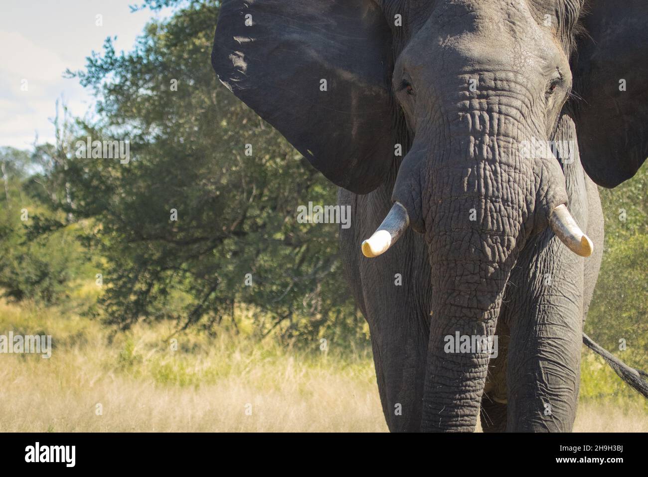Potente elefante africano bull carica verso la macchina fotografica, Kruger National Park. Foto Stock