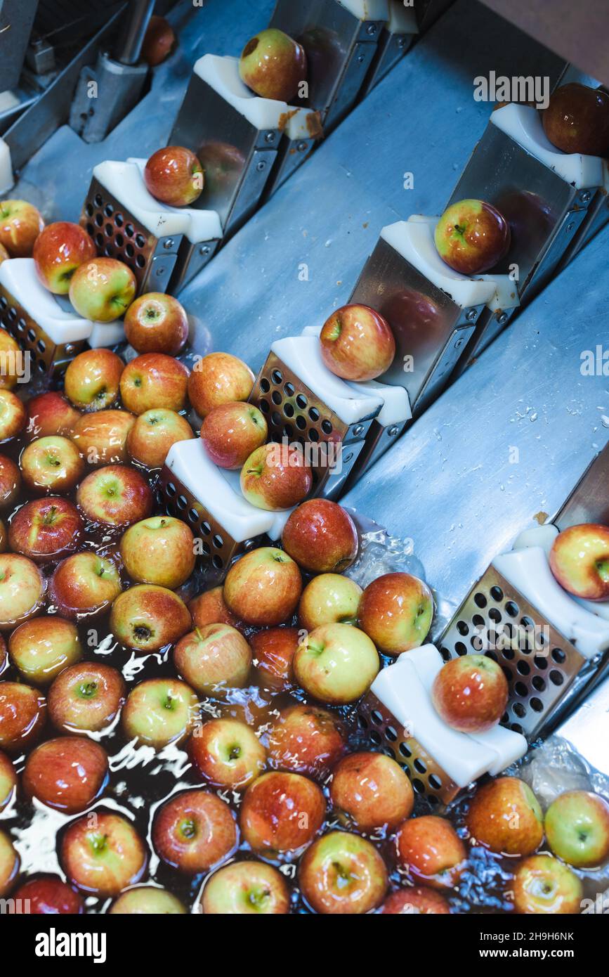 Pulire e pulire le mele prima di grattugiarle e tagliarle nell'impianto di lavorazione degli alimenti. Frutta sana, produzione alimentare e concetto automatizzato di industria alimentare. Foto Stock