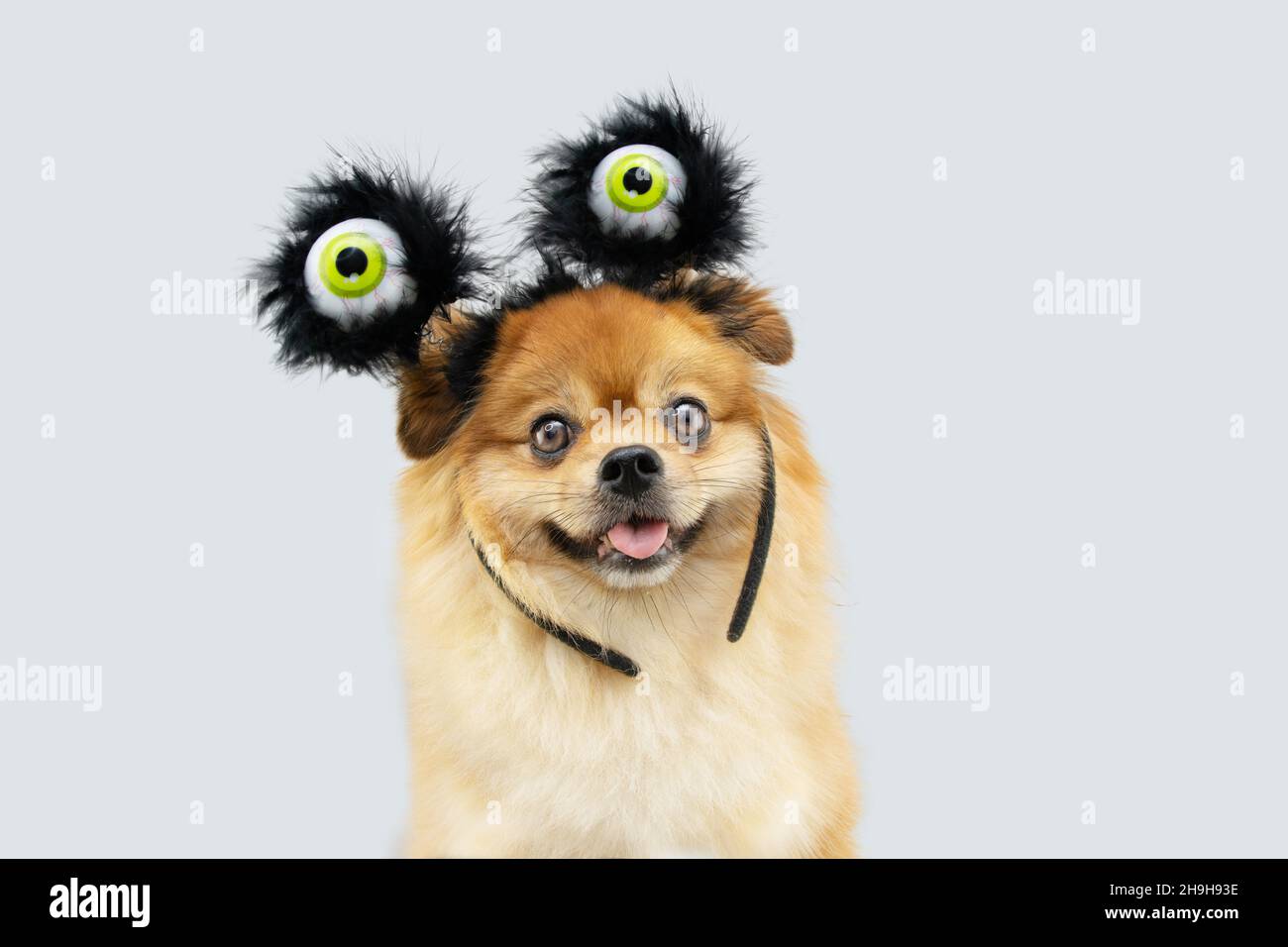 Ritratto Pomeranian cane seducente Halloween o carnevale con un cosstume zombie. Isolato su sfondo grigio Foto Stock