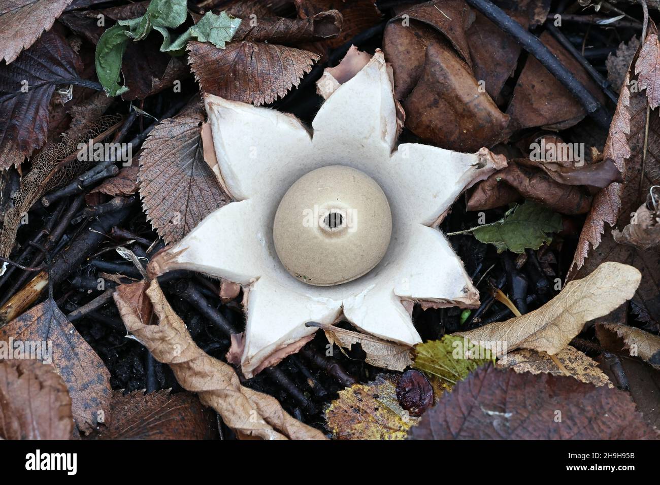 Geastrum triplex, chiamato anche Geastrum michelianum, comunemente noto come stella di terra collata, fungo selvatico dalla Finlandia Foto Stock