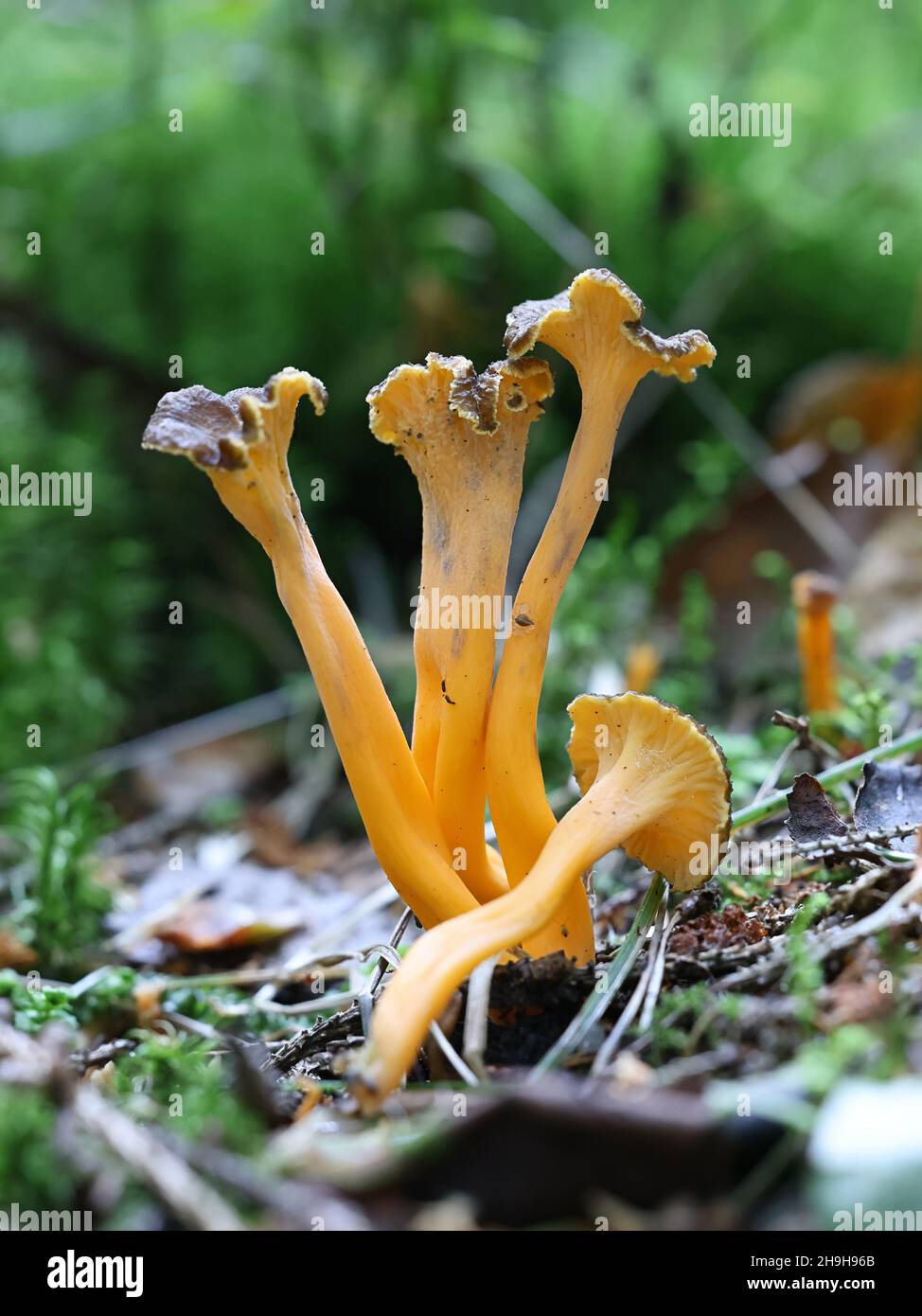 Craterellus lutescens, noto anche come Cantharellus lutescens, comunemente noto come piede giallo o Chanterelle d'oro, funghi selvatici dalla Finlandia Foto Stock