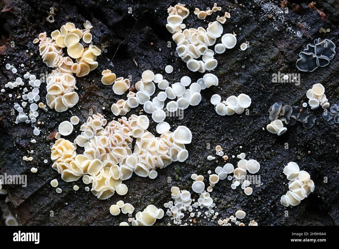 Lachnum virgineum, a volte chiamato il fungo da discoteca nevoso, fungo selvatico dalla Finlandia Foto Stock