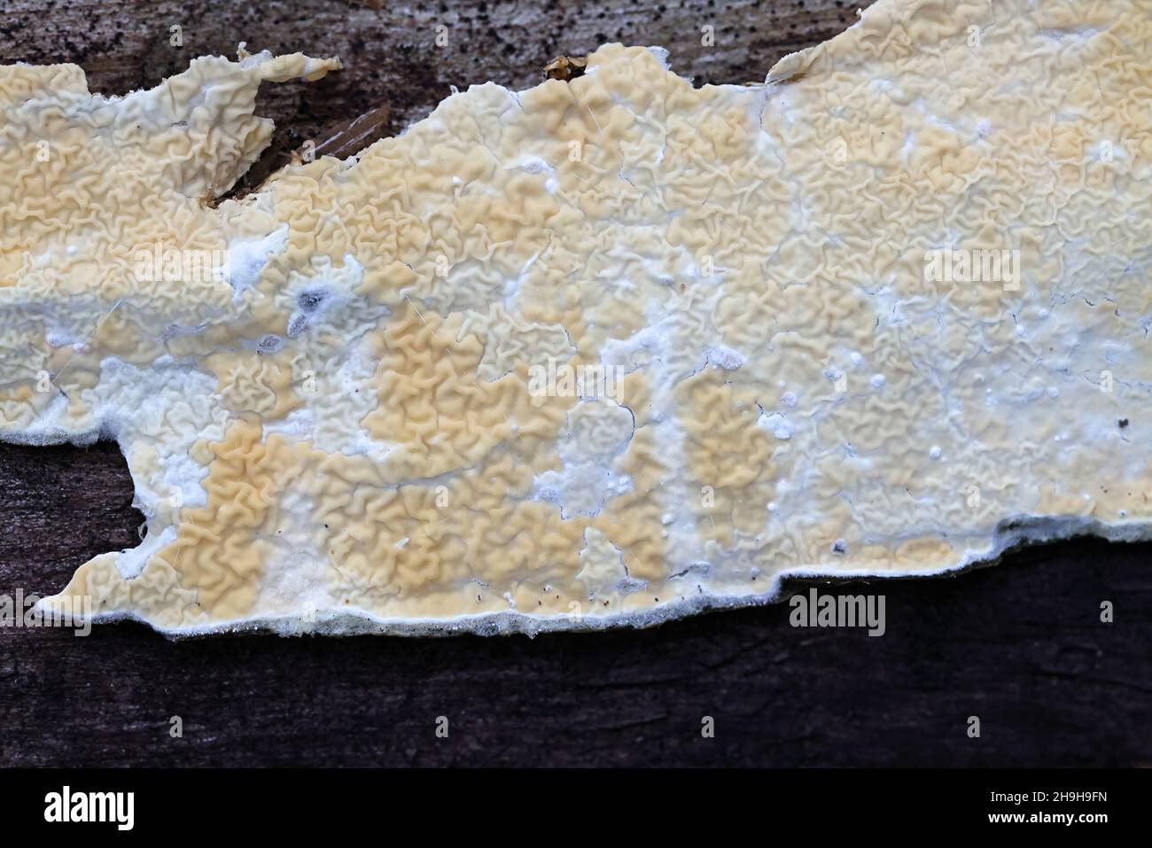 Molluschi Leucogirophana, comunemente noti come crosta d'arancia deformata, funghi selvatici della Finlandia Foto Stock