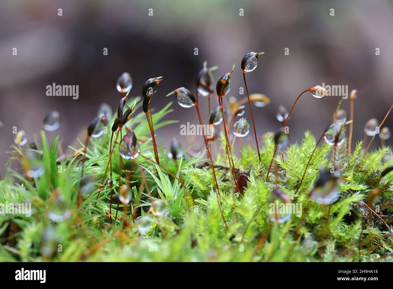 Bellissimo muschio verde e rugiada del mattino Foto Stock