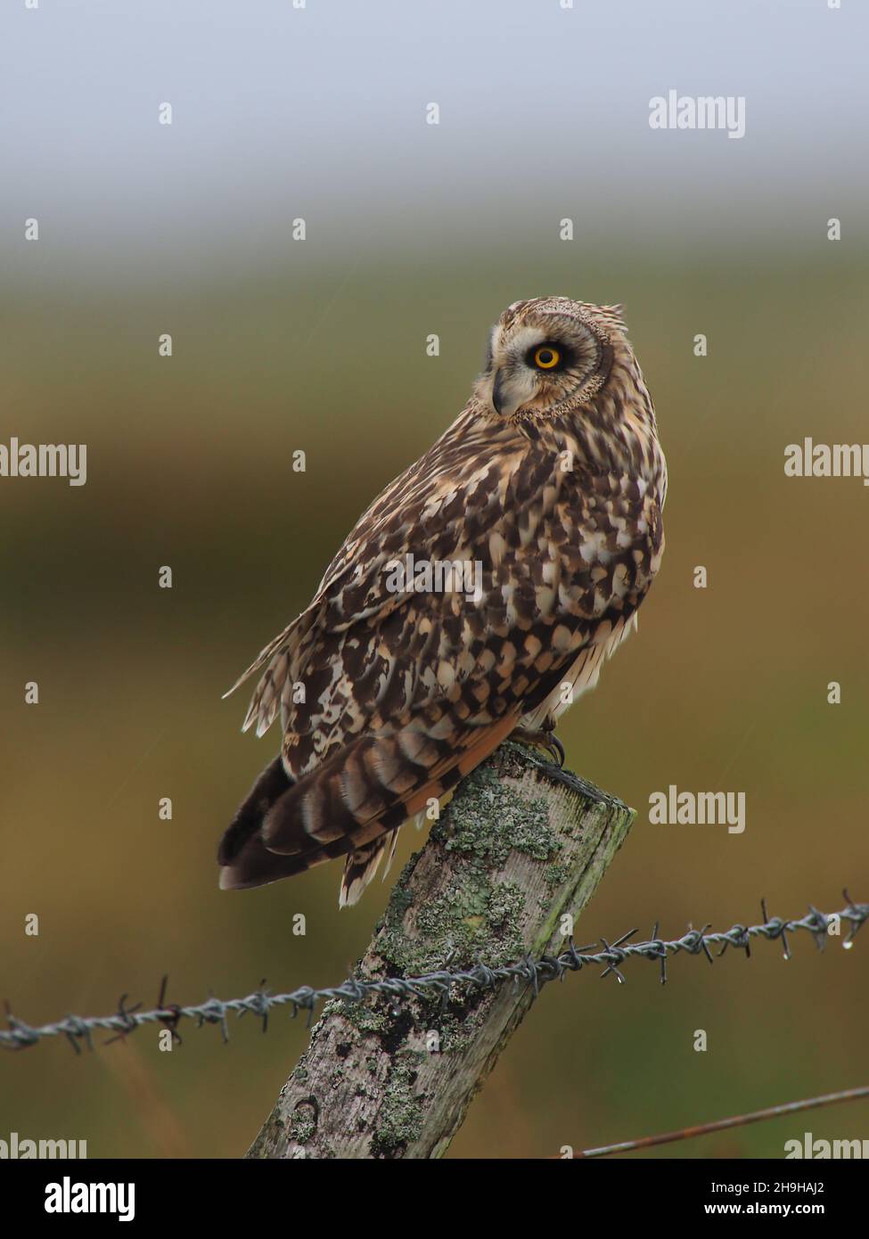 Il gufo dalle orecchie corte è un gufo che probabilmente si osserva nel giorno nel Regno Unito. Posano su pali o alberi osservando per preda, ma anche cacciano sulla vittoria. Foto Stock