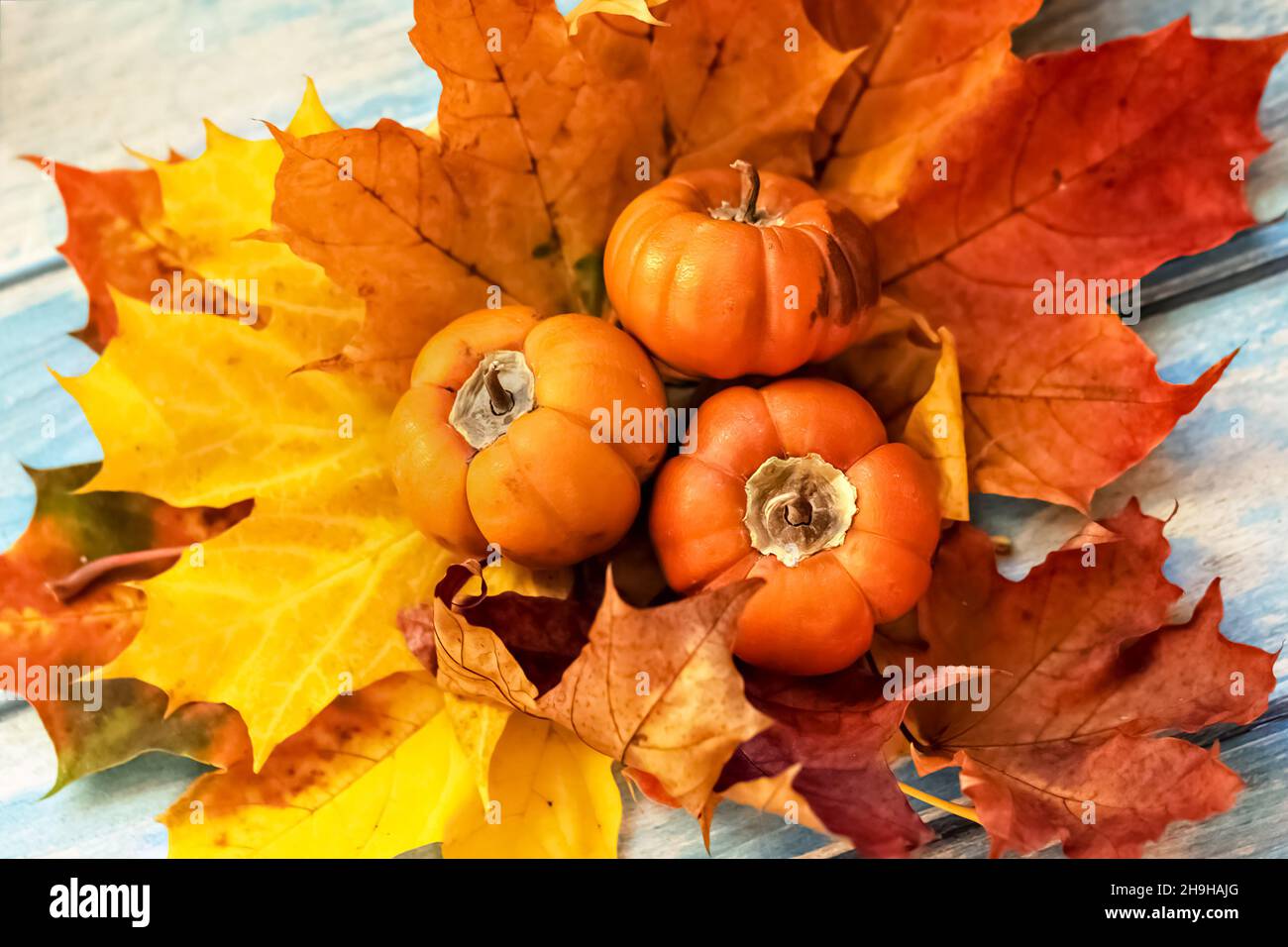 Autunno ancora vita . Foglie di acero caduto e zucche d'arancia su sfondo blu di legno. Raccolta autunnale. Foto Stock