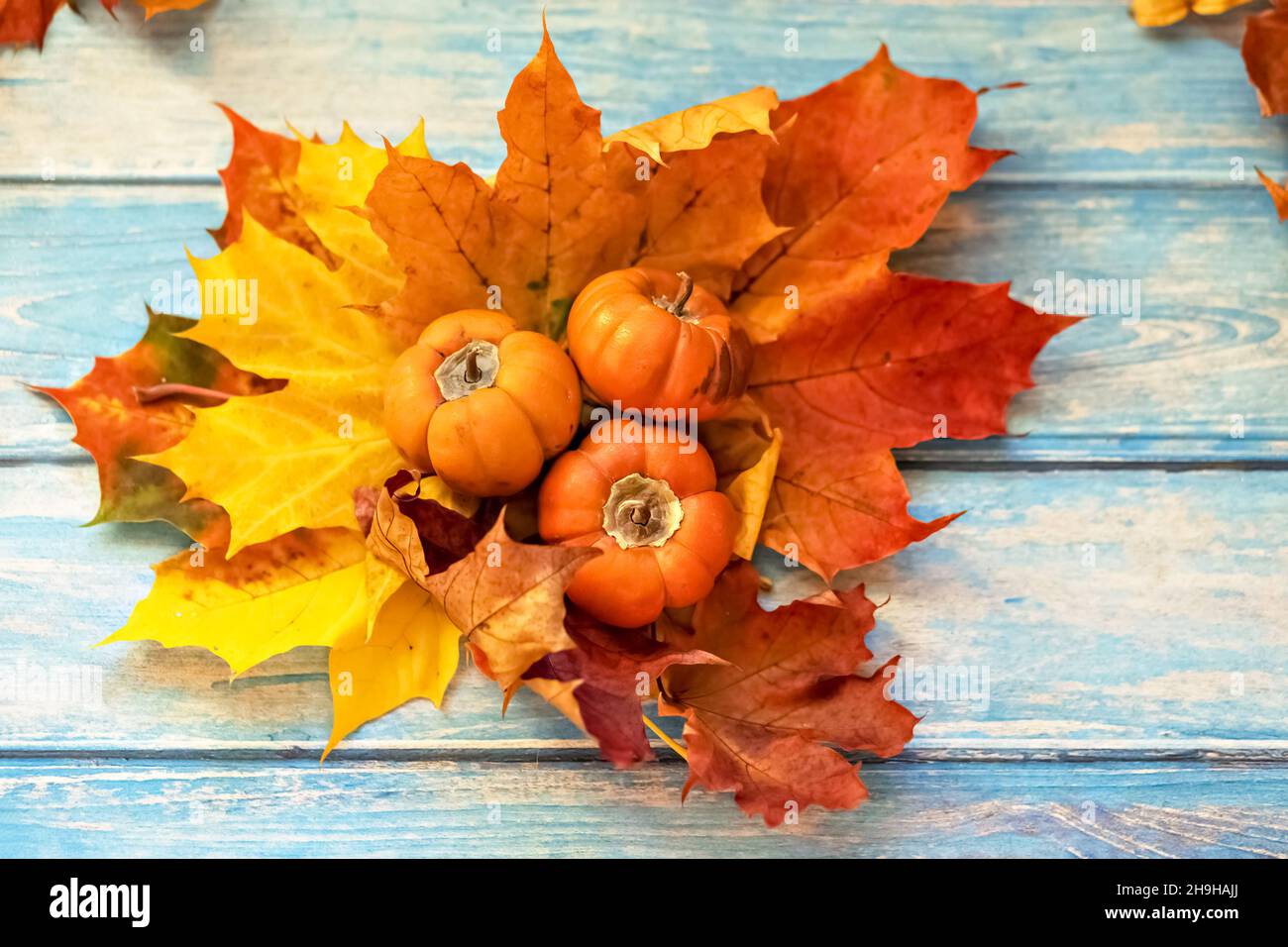 Autunno ancora vita . Foglie di acero caduto e zucche d'arancia su sfondo blu di legno. Raccolta autunnale. Foto Stock