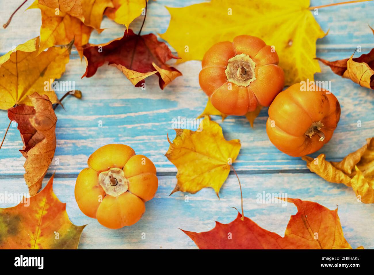 Autunno ancora vita . Foglie di acero caduto e zucche d'arancia su sfondo blu di legno. Raccolta autunnale. Foto Stock