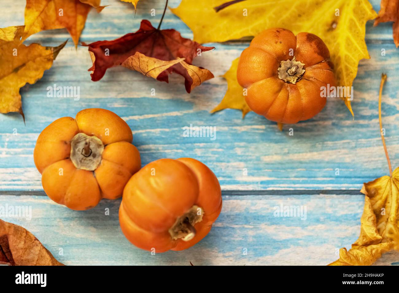 Autunno ancora vita . Foglie di acero caduto e zucche d'arancia su sfondo blu di legno. Raccolta autunnale. Foto Stock