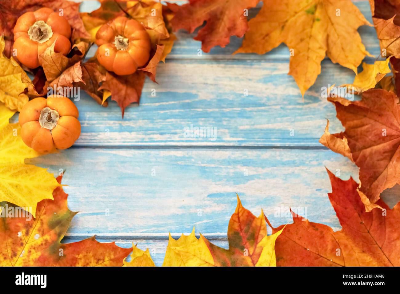 Autunno ancora vita . Foglie di acero caduto e zucche d'arancia su sfondo blu di legno. Raccolta autunnale. Foto Stock