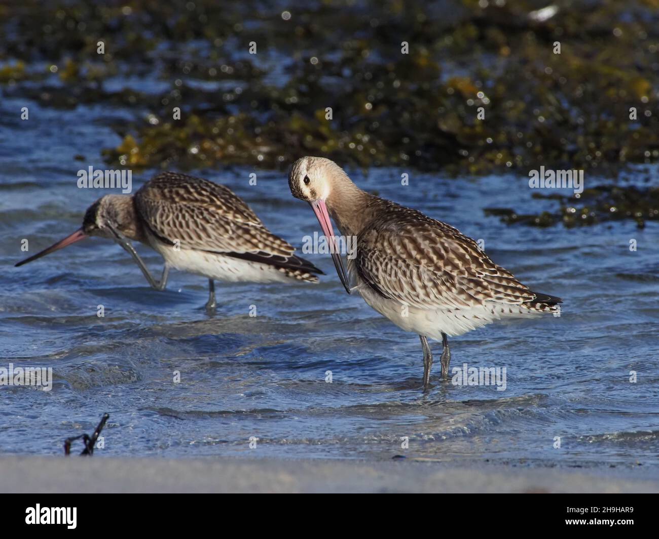 Bar ha inchiodato godwit, migrando a sud dal loro terreno di allevamento in una sosta di alimentazione fuori. Foto Stock