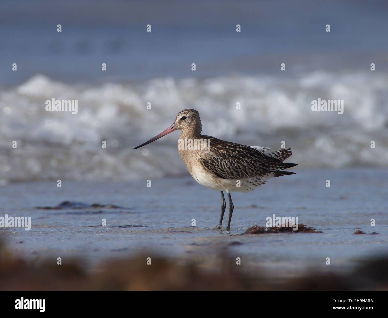 Bar ha inchiodato godwit, migrando a sud dal loro terreno di allevamento in una sosta di alimentazione fuori. Foto Stock