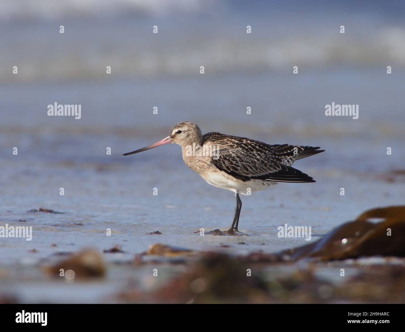 Bar ha inchiodato godwit, migrando a sud dal loro terreno di allevamento in una sosta di alimentazione fuori. Foto Stock