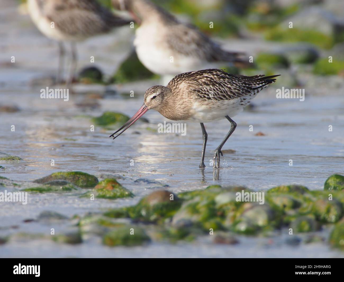 Bar ha inchiodato godwit, migrando a sud dal loro terreno di allevamento in una sosta di alimentazione fuori. Foto Stock