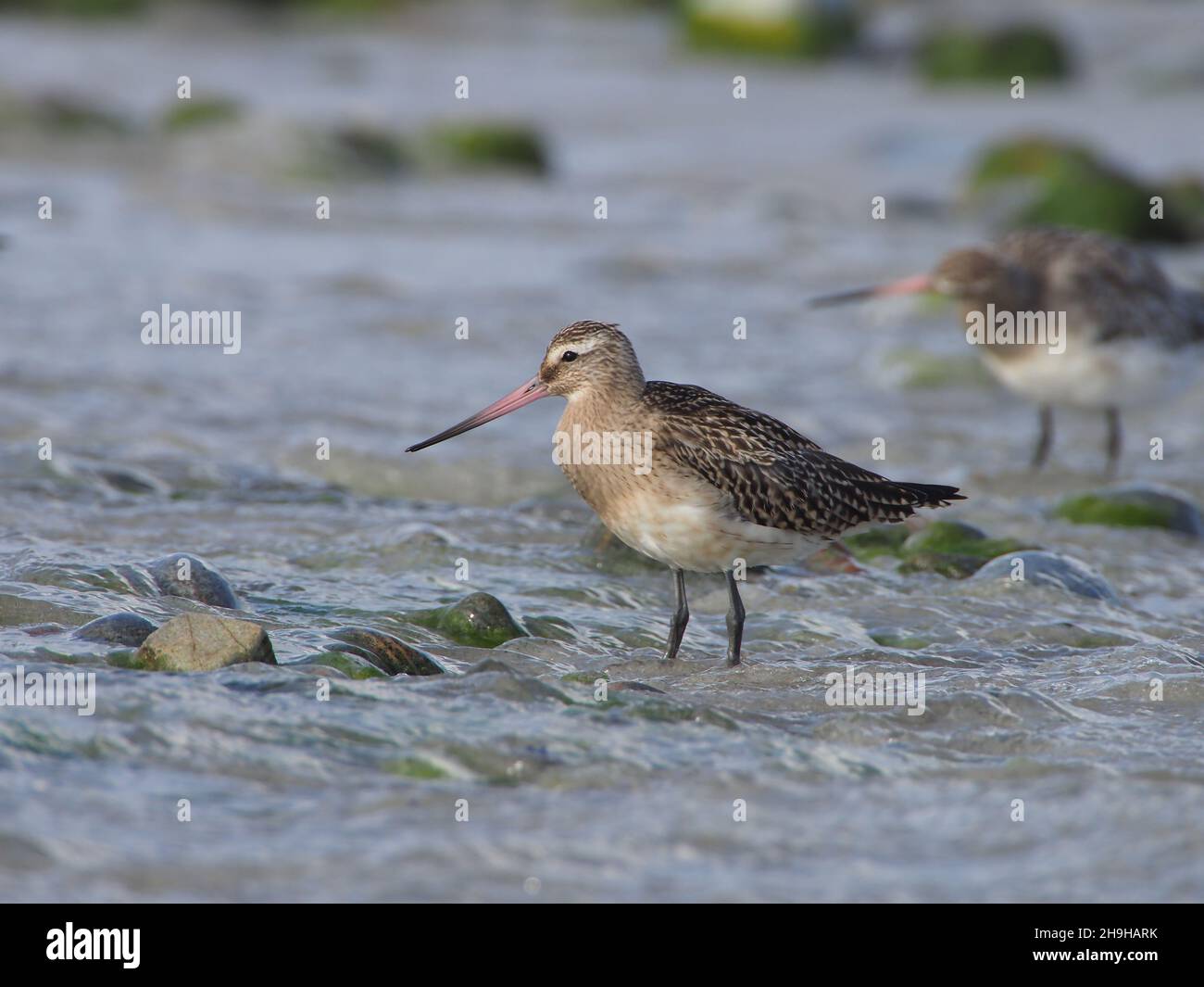 Bar ha inchiodato godwit, migrando a sud dal loro terreno di allevamento in una sosta di alimentazione fuori. Foto Stock