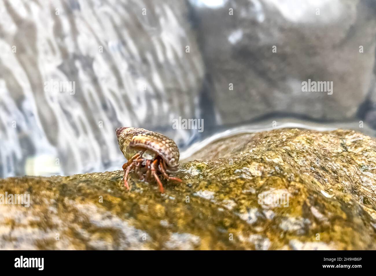 Un piccolo granchio di mare su una pietra bagnata. Fauna marina. Foto Stock