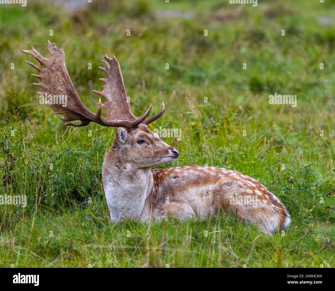 Il cervo maschio di Fallow si trova in primo piano e riposa in campo con l'erba nel suo ambiente e habitat che circonda e mostra grandi corna. Foto e immagine del cervo. Foto Stock