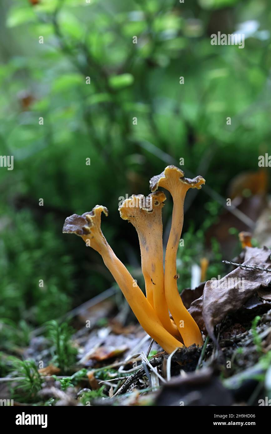 Craterellus lutescens, noto anche come Cantharellus lutescens, comunemente noto come piede giallo o Chanterelle d'oro, funghi selvatici dalla Finlandia Foto Stock