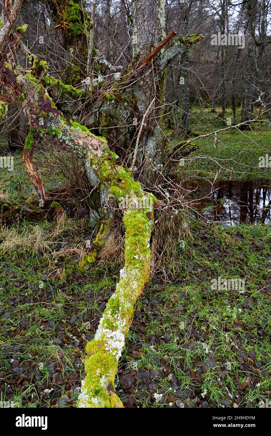 VECCHIO CEPPO MARCIO COPERTO DA UNA CRESCITA DI GIALLO VERDE MOSS E FUNGHI Foto Stock