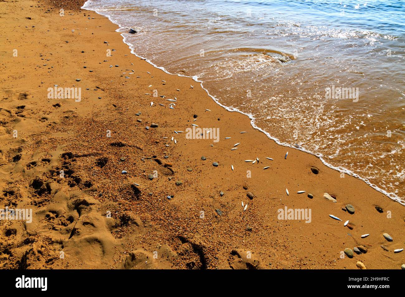 Pesci Whitebait bloccati sulla spiaggia di Burton Bradstock sulla costa Jurassic, Dorset, Inghilterra, Regno Unito Foto Stock