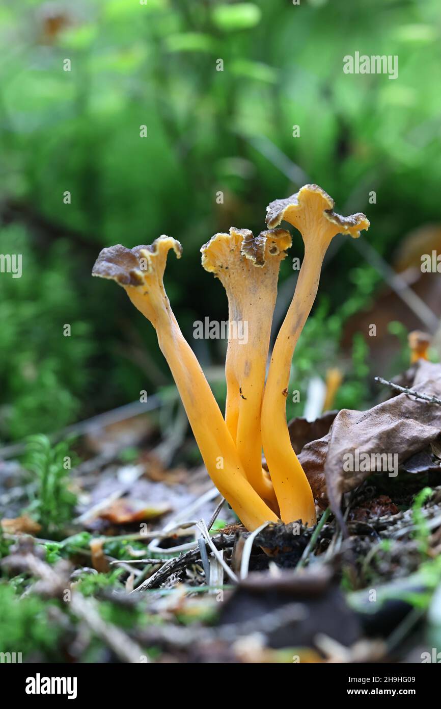 Craterellus lutescens, noto anche come Cantharellus lutescens, comunemente noto come piede giallo o Chanterelle d'oro, funghi selvatici dalla Finlandia Foto Stock