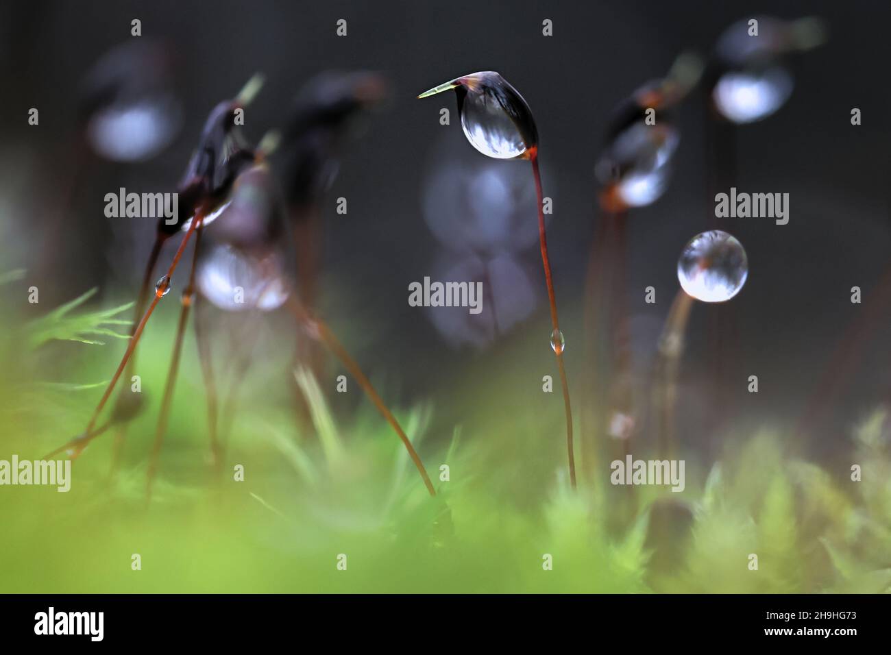 Bellissimo muschio verde e rugiada del mattino Foto Stock