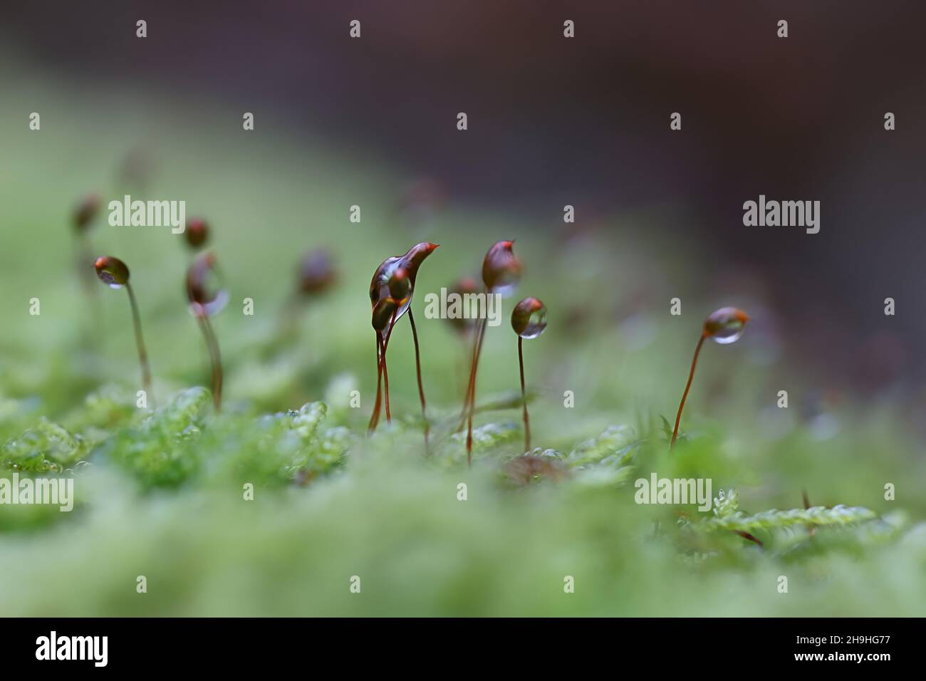 Bellissimo muschio verde e rugiada del mattino Foto Stock