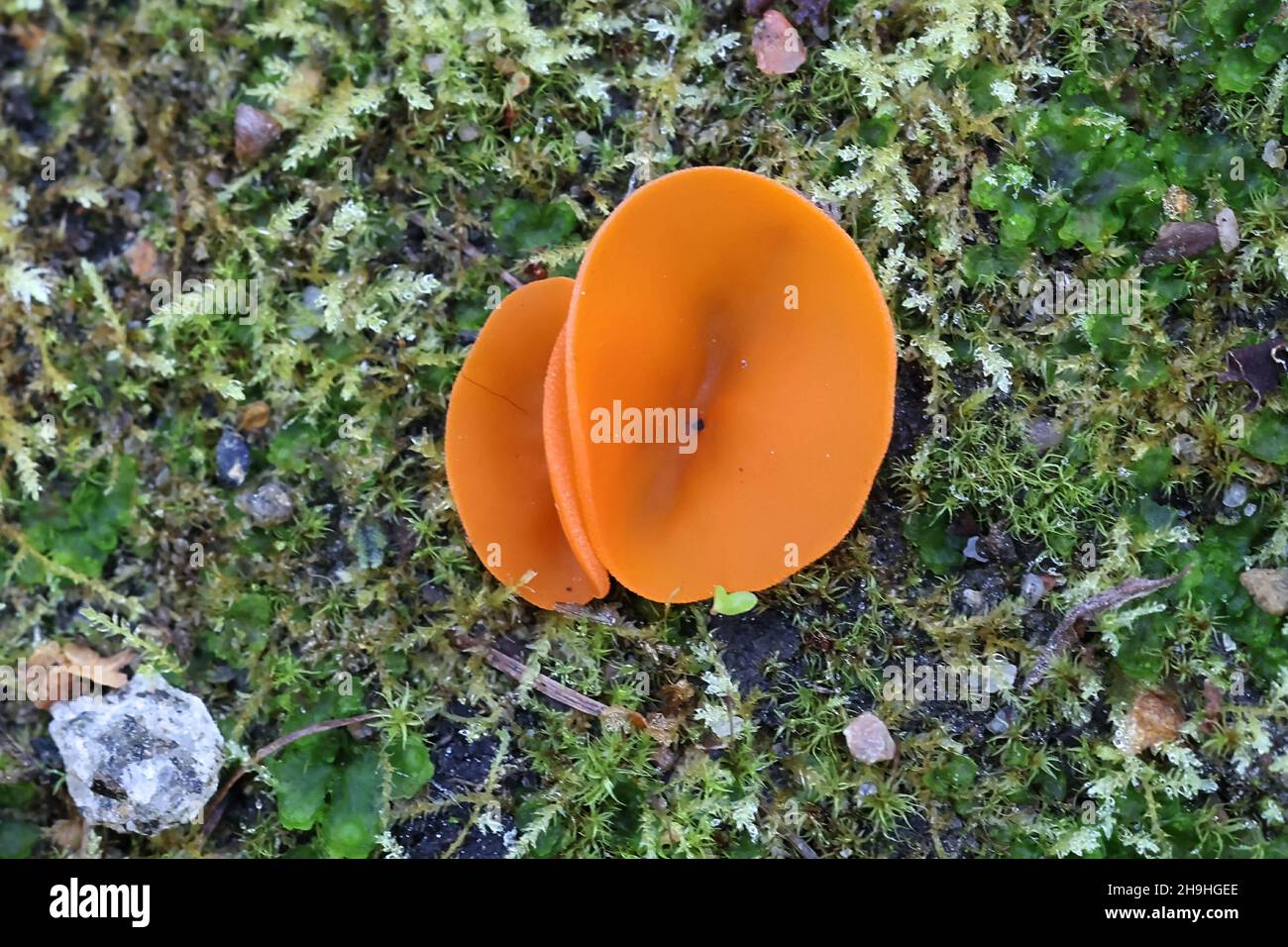 Melastiza chateri, conosciuto come il fungo della tazza d'arancia, fungo selvatico dalla Finlandia Foto Stock