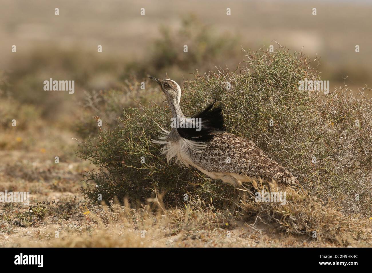 Houbara bustard, un grosso uccello sulle pianure semi-desertiche di Lanzarote, dove sono una specie protetta. Si può avere a rimanere sulle tracce ! Foto Stock