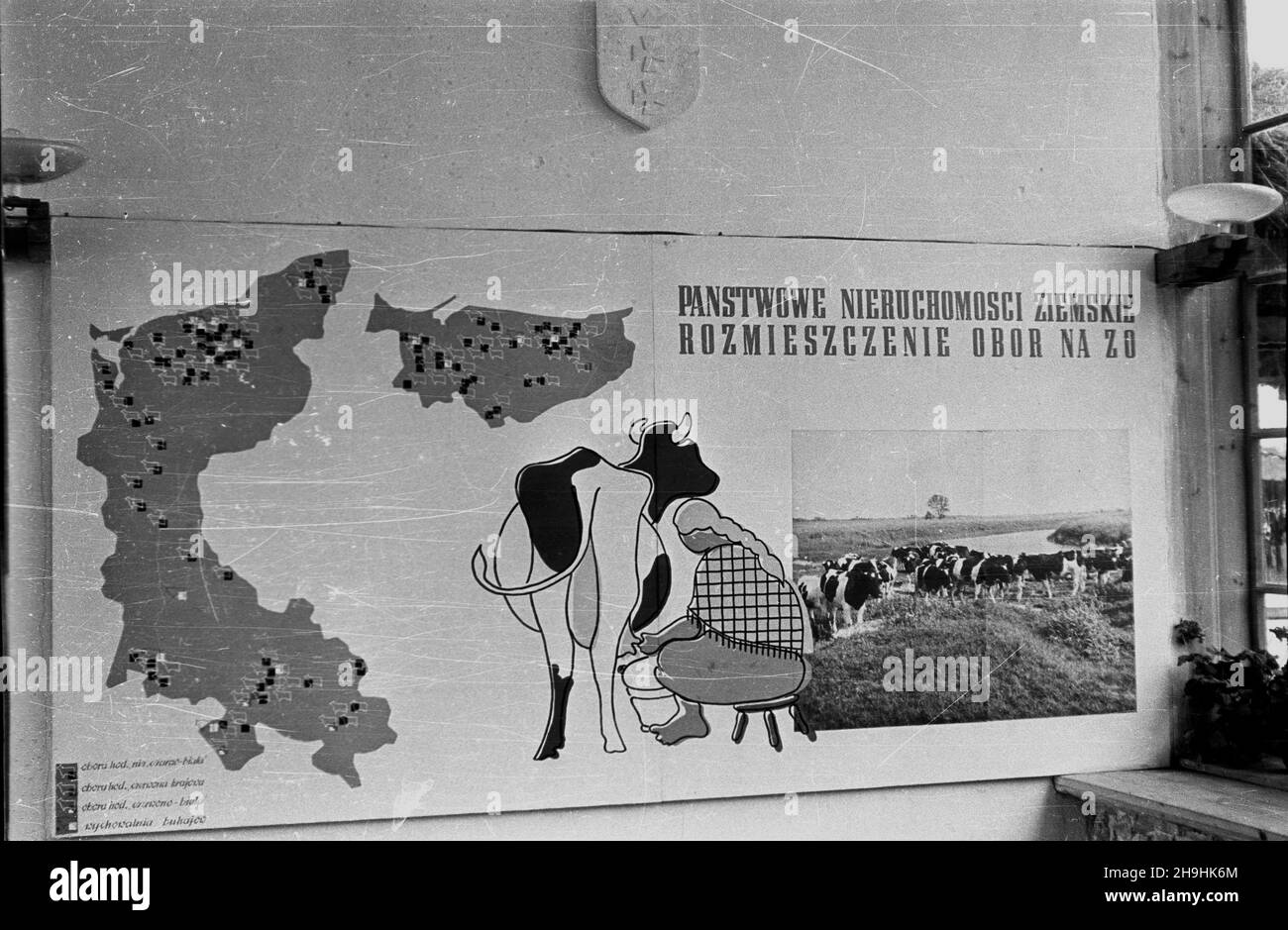 Wroc³aw, 1948-08. Wystawa Ziem Odzyskanych trwa³a od 21 lipca do 31 paŸdziernika 1948 roku i by³a cyklem propagandowych wystaw i imprez prezentuj¹cych osi¹gniêcia polski w odbudovie ziem uzyskanych przez RP po II wojnie œwiatowej. Rennictwu poœwiêcono kilka pawilonów i ekspozycji plenerowych. NZ. Plansza pogl¹dowa na wystawie poœwiêconej rolnictwu na Ziemiach Odzyskanych w Pawilonie Hodowlanym (sektor B wystawy). mta PAP Dok³adny dzieñ wydarzenia nieustalony. Wroclaw, 1948 agosto. L'esposizione dei territori ricattati (luglio 21 - ottobre 31) è stata una serie di mostre di propaganda e. Foto Stock