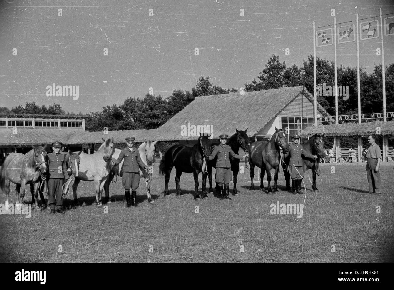 Wroc³aw, 1948-08. Wystawa Ziem Odzyskanych trwa³a od 21 lipca do 31 paŸdziernika 1948 roku i by³a cyklem propagandowych wystaw i imprez prezentuj¹cych osi¹gniêcia polski w odbudovie ziem uzyskanych przez RP po II wojnie œwiatowej. Rennictwu poœwiêcono kilka pawilonów i ekspozycji plenerowych. NZ. Prezentacja koni poci¹gowych i wierzchowych na padoku przed stajniami Pawilonu Hodowlanego (sektor B wystawy). mta PAP Dok³adny dzieñ wydarzenia nieustalony. Wroclaw, 1948 agosto. La Mostra dei territori riconquistati (luglio 21 – ottobre 31) è stata una serie di mostre ed eventi di propaganda Foto Stock