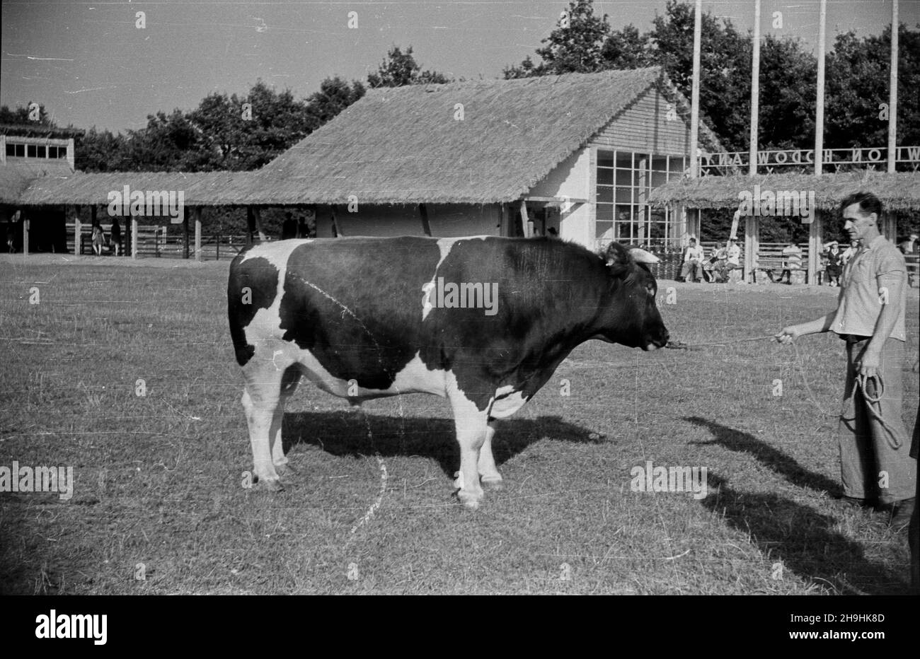 Wroc³aw, 1948-08. Wystawa Ziem Odzyskanych trwa³a od 21 lipca do 31 paŸdziernika 1948 roku i by³a cyklem propagandowych wystaw i imprez prezentuj¹cych osi¹gniêcia polski w odbudovie ziem uzyskanych przez RP po II wojnie œwiatowej. Rennictwu poœwiêcono kilka pawilonów i ekspozycji plenerowych. NZ. Buhaj na padoku przed stajniami Pawilonu Hodowlanego (sektor B wystawy). mta PAP Dok³adny dzieñ wydarzenia nieustalony. Wroclaw, 1948 agosto. La Mostra dei territori riconquistati (dal 21 luglio al 31 ottobre) è stata una serie di mostre di propaganda e di eventi organizzati per dimostrare il realizzo Foto Stock