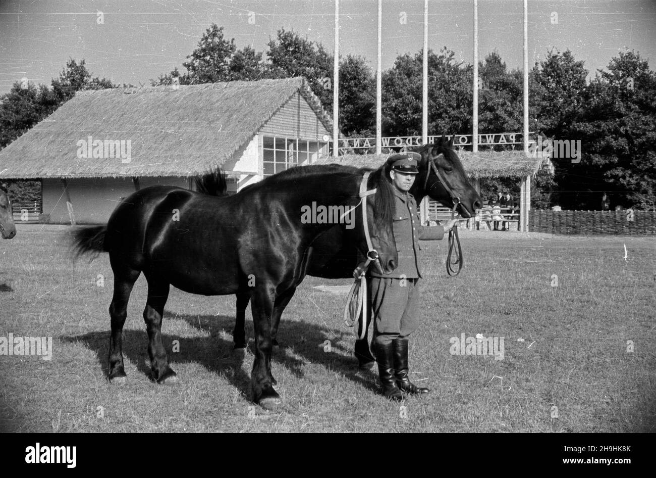 Wroc³aw, 1948-08. Wystawa Ziem Odzyskanych trwa³a od 21 lipca do 31 paŸdziernika 1948 roku i by³a cyklem propagandowych wystaw i imprez prezentuj¹cych osi¹gniêcia polski w odbudovie ziem uzyskanych przez RP po II wojnie œwiatowej. Rennictwu poœwiêcono kilka pawilonów i ekspozycji plenerowych. NZ. Prezentacja koni poci¹gowych na padoku przed stajniami Pawilonu Hodowlanego (sektor B wystawy). mta PAP Dok³adny dzieñ wydarzenia nieustalony. Wroclaw, 1948 agosto. La Mostra dei territori riconquistati (dal 21 luglio al 31 ottobre) è stata una serie di mostre ed eventi di propaganda organizzati per de Foto Stock