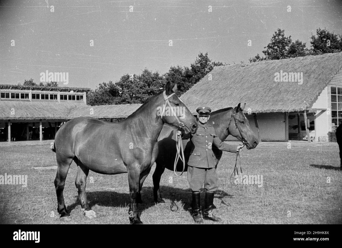 Wroc³aw, 1948-08. Wystawa Ziem Odzyskanych trwa³a od 21 lipca do 31 paŸdziernika 1948 roku i by³a cyklem propagandowych wystaw i imprez prezentuj¹cych osi¹gniêcia polski w odbudovie ziem uzyskanych przez RP po II wojnie œwiatowej. Rennictwu poœwiêcono kilka pawilonów i ekspozycji plenerowych. NZ. Prezentacja koni poci¹gowych na padoku przed stajniami Pawilonu Hodowlanego (sektor B wystawy). mta PAP Dok³adny dzieñ wydarzenia nieustalony. Wroclaw, 1948 agosto. La Mostra dei territori riconquistati (dal 21 luglio al 31 ottobre) è stata una serie di mostre ed eventi di propaganda organizzati per de Foto Stock