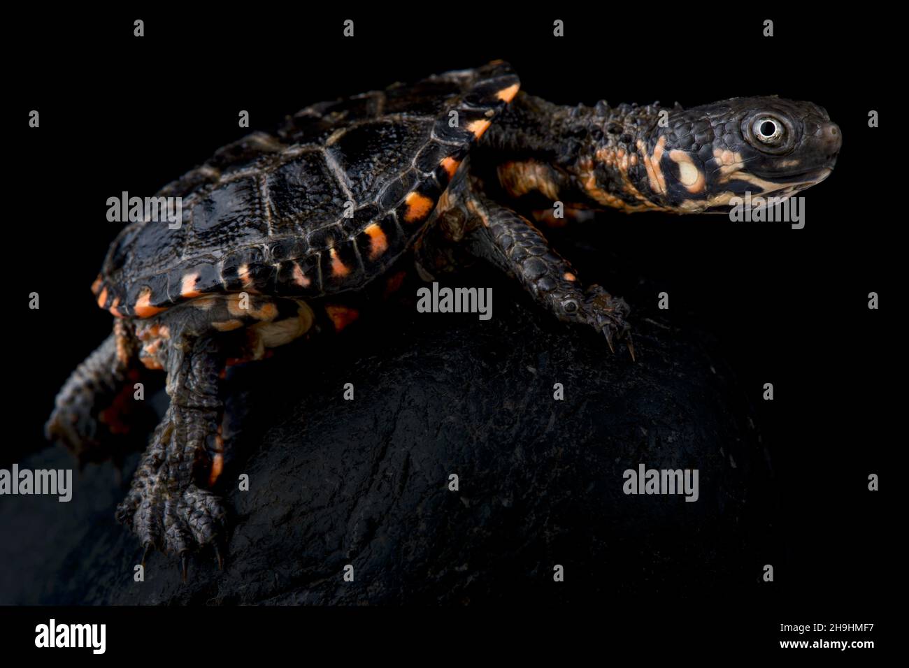 Tartaruga nera della palude (Acanthochelys spixii) Foto Stock